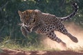 Jungle sprint Action shot of a leopard running in the forest