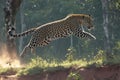 Jungle sprint Action shot of a leopard running in the forest