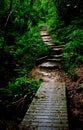Jungle steps Royalty Free Stock Photo