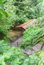 Jungle steps