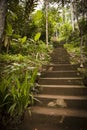 Jungle steps Royalty Free Stock Photo