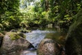 jungle stream creek in the rainforest