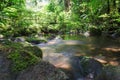 Jungle stream rainforest america rocks rock