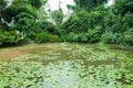 Jungle style garden and lotus pond. Royalty Free Stock Photo