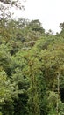 Jungle in Sucumbios province