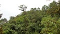 Jungle in Sucumbios province