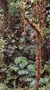Jungle in Sucumbios province