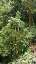 Jungle in Sucumbios province