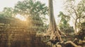 The jungle taking back Ta Prohm Temple in Angkor Wat, Cambodia.