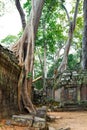 The jungle taking over temple ruins at Ta Prohm Royalty Free Stock Photo