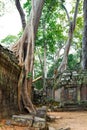 The jungle taking over temple ruins at Ta Prohm