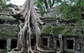 The jungle temple ta prohm in angkor