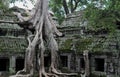 Jungle temple ta prohm in cambodia