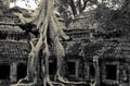Jungle temple ta prohm in cambodia