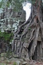 Jungle temple ta som in cambodia