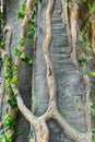 Jungle texture and stone rock with lianas, tropical background