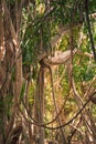 Jungle in Thailand, Ko Kham island