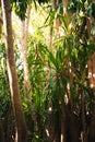 Jungle in Thailand, Ko Kham island
