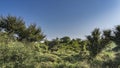 Jungle thickets against a clear blue sky.