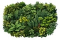 jungle top view drone shot vector flat isolated illustration