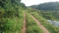 Jungle tracking road in no way