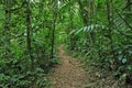 Jungle Trail, Costa Rica Royalty Free Stock Photo