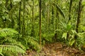 Jungle trail, Costa Rica Royalty Free Stock Photo