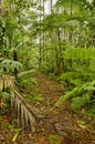 Jungle trail, Costa Rica Royalty Free Stock Photo