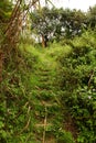Jungle Trail Hillside Steps Royalty Free Stock Photo