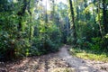 Jungle Trail - Path through Green Trees - Tropical Forest in Andaman Nicobar Islands, India Royalty Free Stock Photo