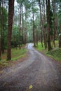 Jungle trail in pine forest