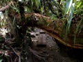 Into the jungle, trail to Trou de Fer waterfall in the primary forest of Reunion island, France Royalty Free Stock Photo