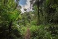 jungle trail winding its way through dense foliage, with glimpses of the sky above