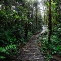 Jungle trail winding trough the Amazon rain forest of Colombia