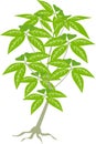 Jungle tree plant