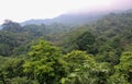 Jungle Tree Tops Royalty Free Stock Photo