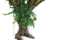 Jungle tree trunk with tropical foliage plants, climbing Monster