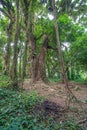 Jungle tree vines