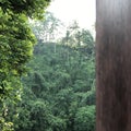 Jungle Trees Wood