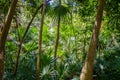 Jungle tropical forest with palms and trees, Playa del Carmen, Riviera Maya, Yu atan, Mexico Royalty Free Stock Photo