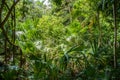 Jungle tropical forest with palms and trees, Playa del Carmen, Riviera Maya, Yu atan, Mexico Royalty Free Stock Photo