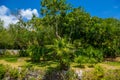 Jungle tropical forest with palms and trees, Playa del Carmen, Riviera Maya, Yu atan, Mexico Royalty Free Stock Photo