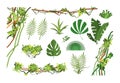 Jungle vine. Cartoon rainforest leaves and liana overgrown plants. Isolated vector set