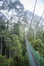 Jungle Walkway through Cloudforest