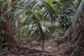 Jungle on West Pangkor island, Malaysia