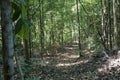 Jungle on West Pangkor island, Malaysia