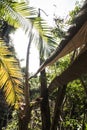 Jungle on West Pangkor island, Malaysia