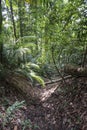 Jungle on West Pangkor island, Malaysia