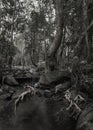 Jungle wet summer forest, black and white photo, Thailand Royalty Free Stock Photo