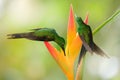 Jungle wildlife. Hummingbird Empress Brilliant, Heliodoxa imperatrix from Colombia in the bloom flower, Colombia, wildlife from